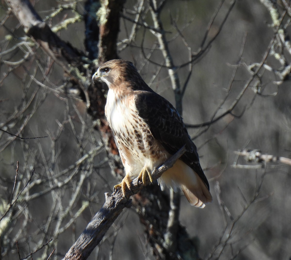 Red-tailed Hawk - ML645577224