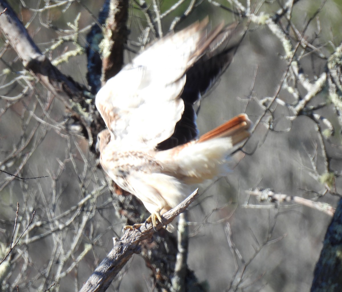 Red-tailed Hawk - ML645577226