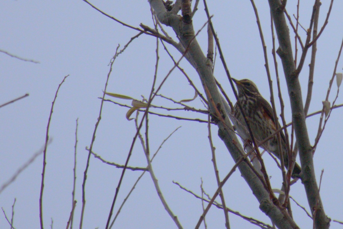 Redwing - ML645577228