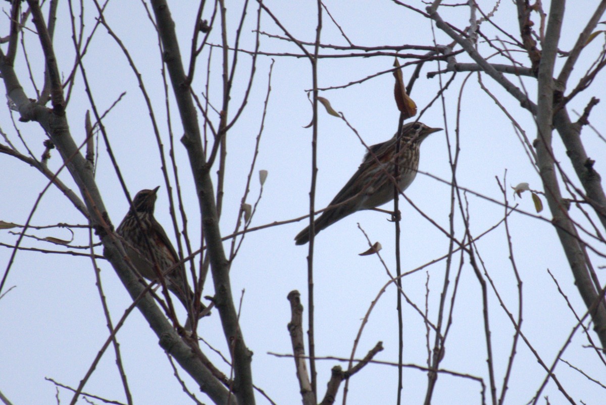 Redwing - ML645577229