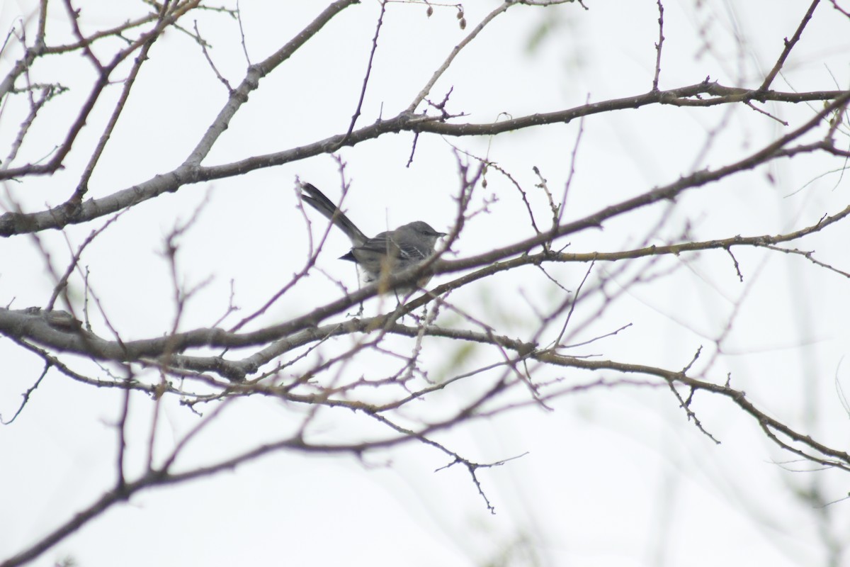 Northern Mockingbird - ML645577259