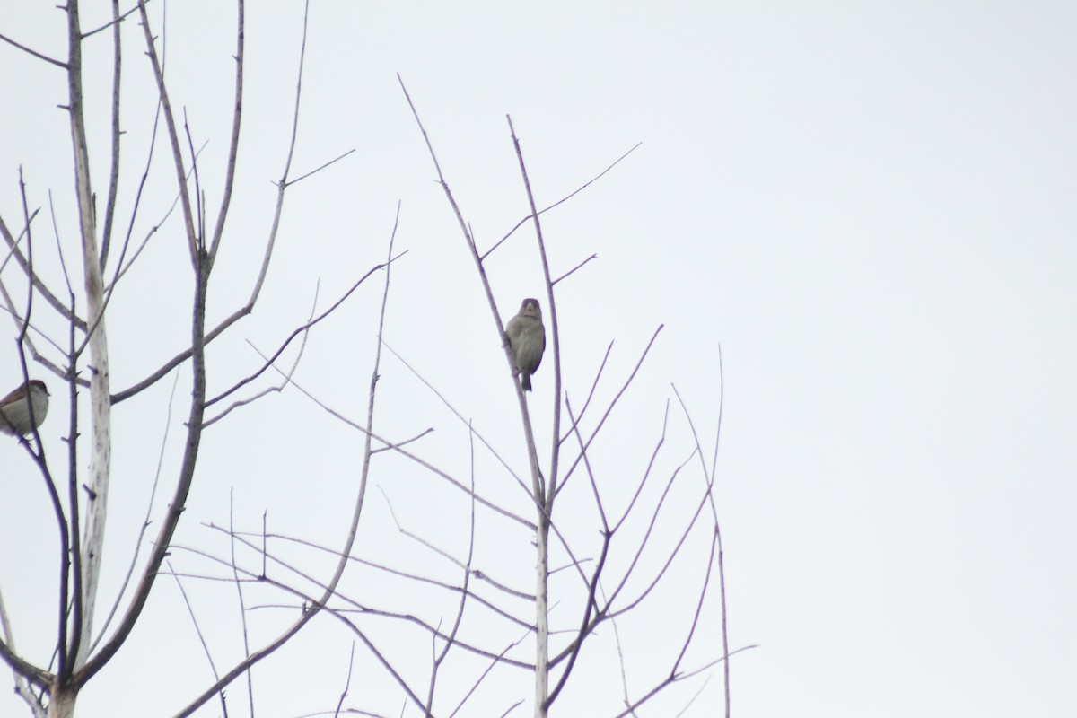 דרור הבית - ML645577264