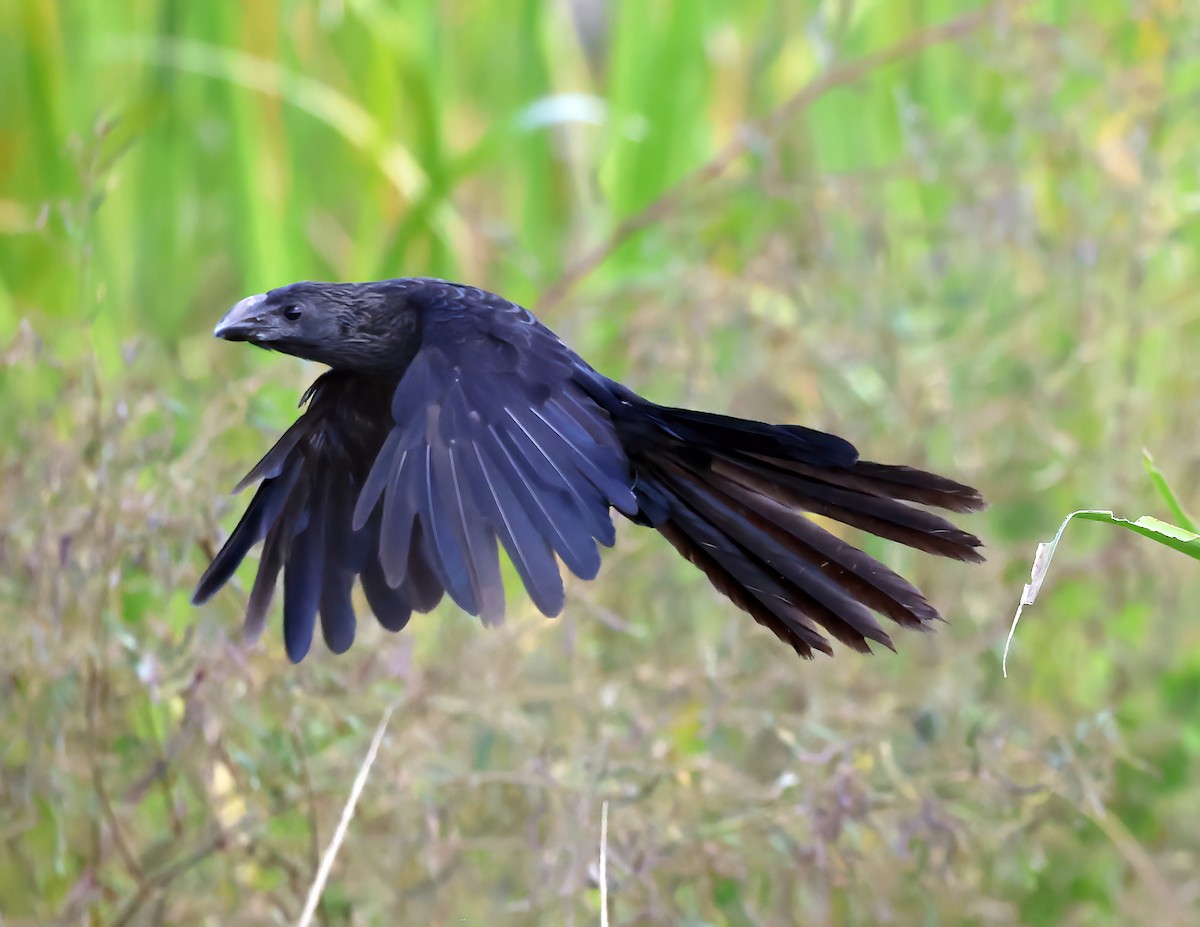 Ані товстодзьобий - ML645577284