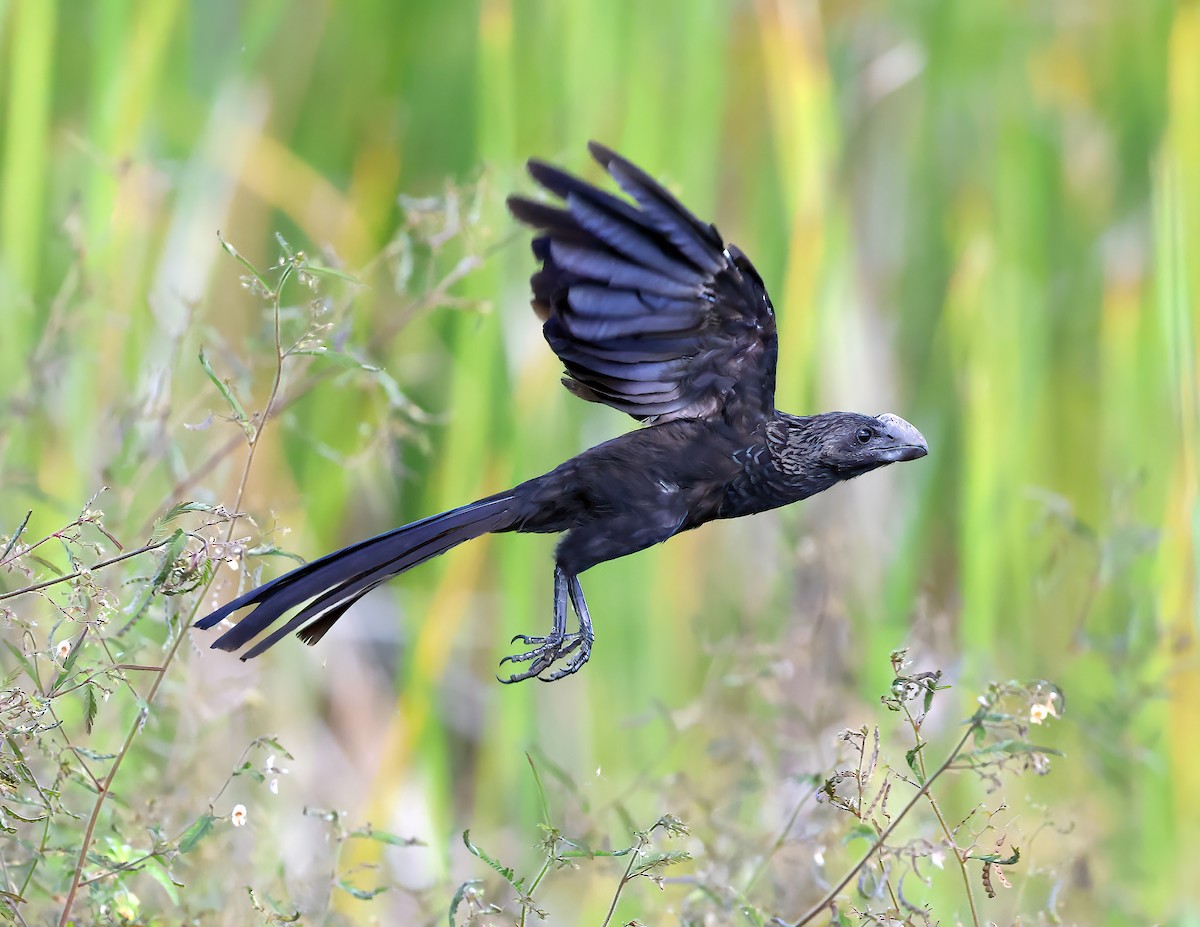Ані товстодзьобий - ML645577285