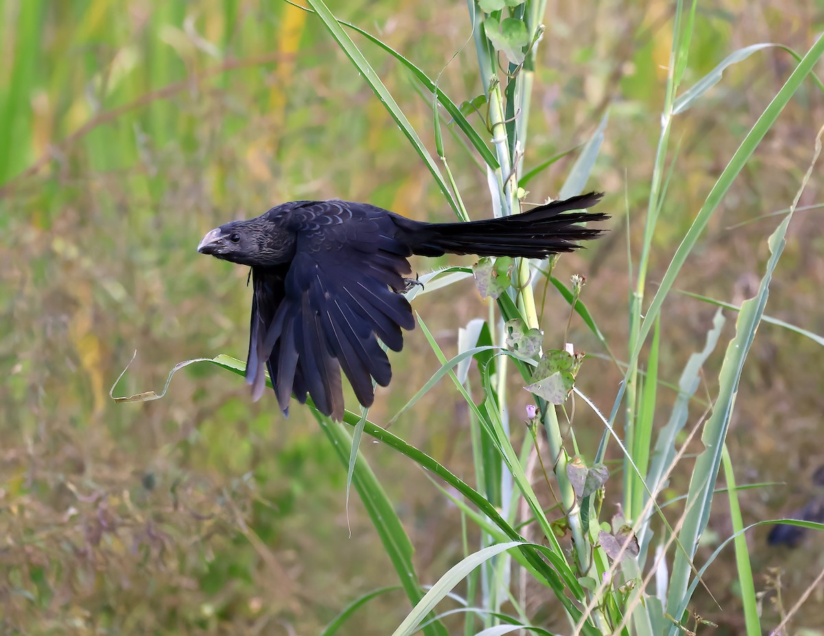 Ані товстодзьобий - ML645577286