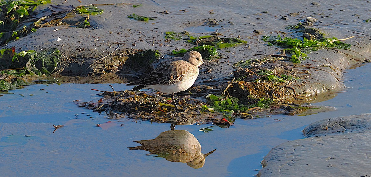 bonapartesnipe - ML645577291