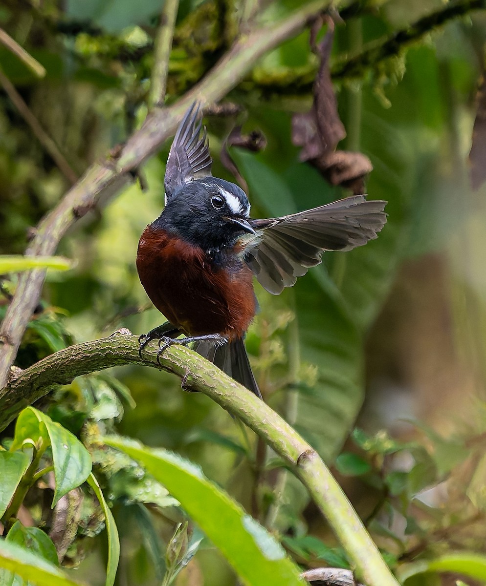 Chestnut-bellied Chat-Tyrant - ML645577304