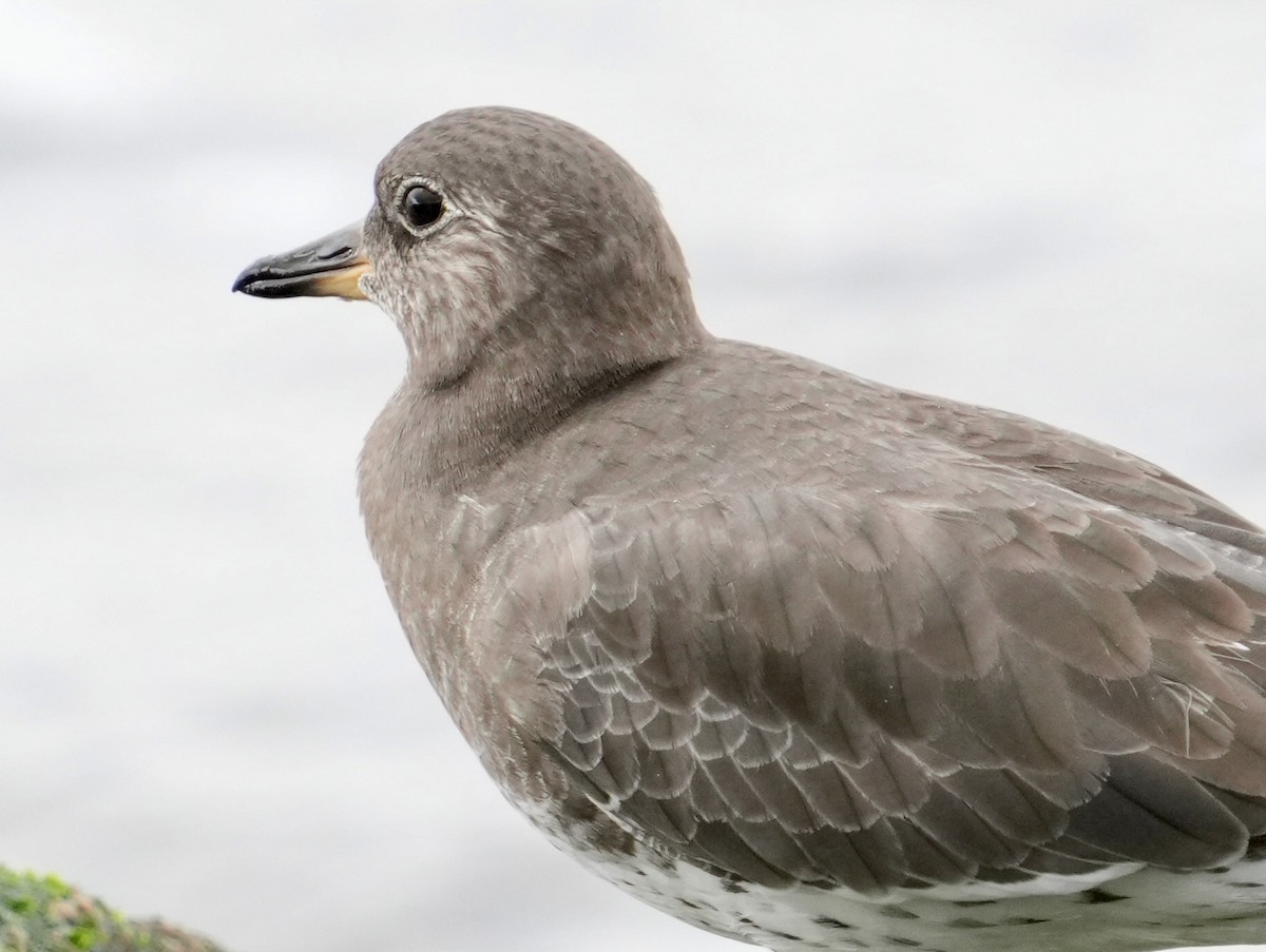 Surfbird - ML645577307