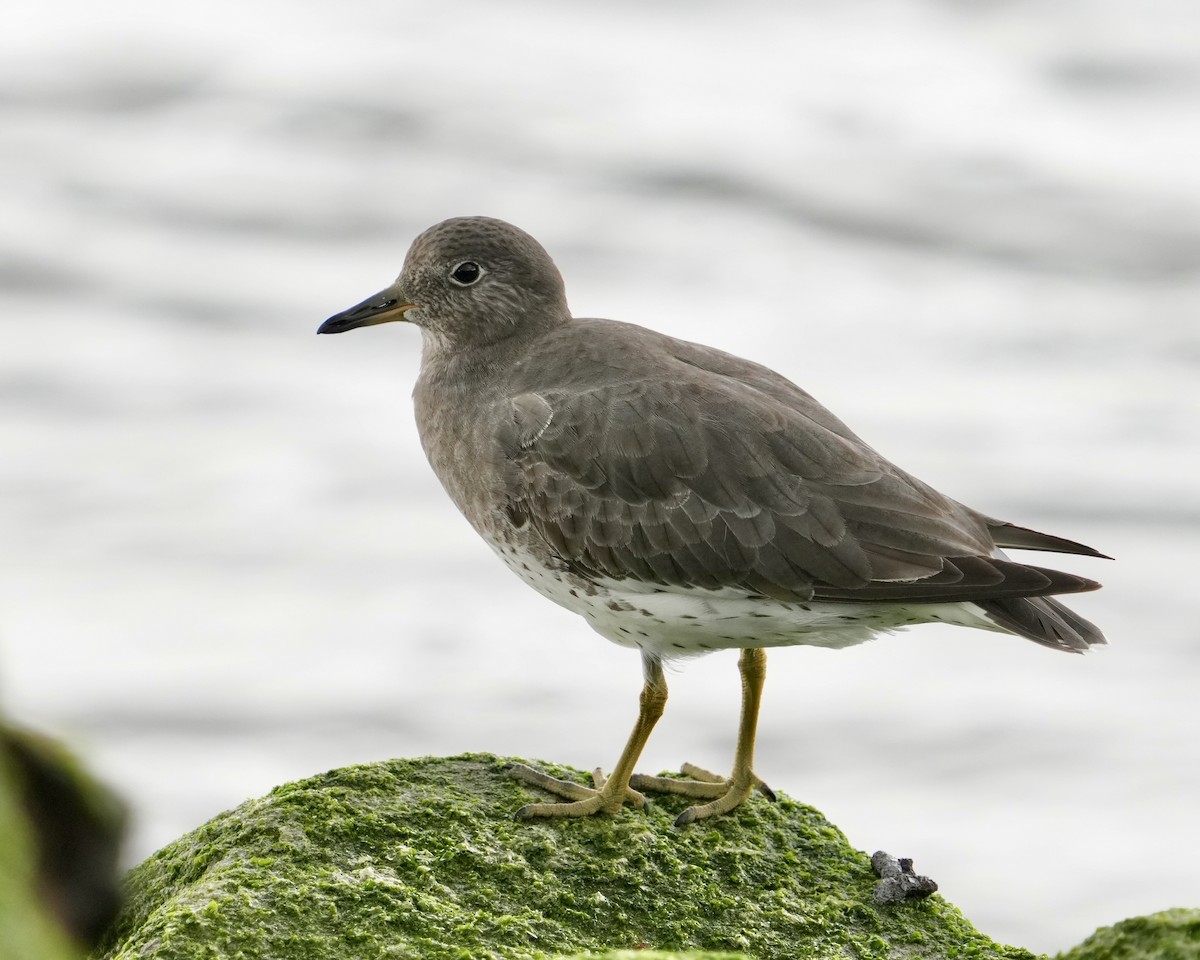 Surfbird - ML645577308