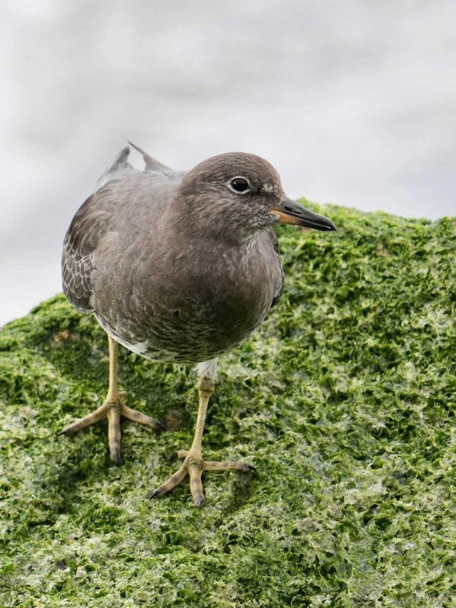 Surfbird - ML645577309