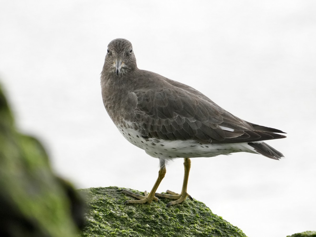 Surfbird - ML645577310