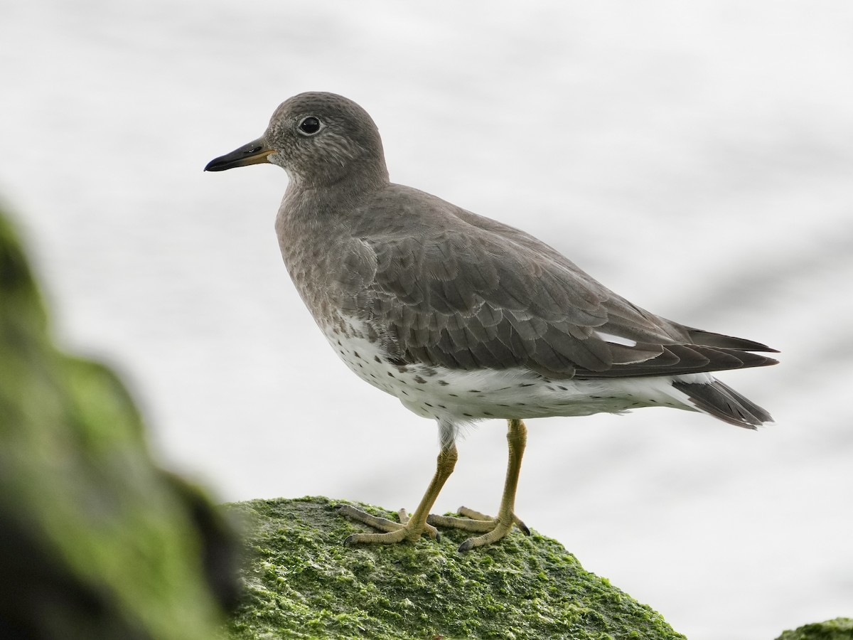 Surfbird - ML645577311