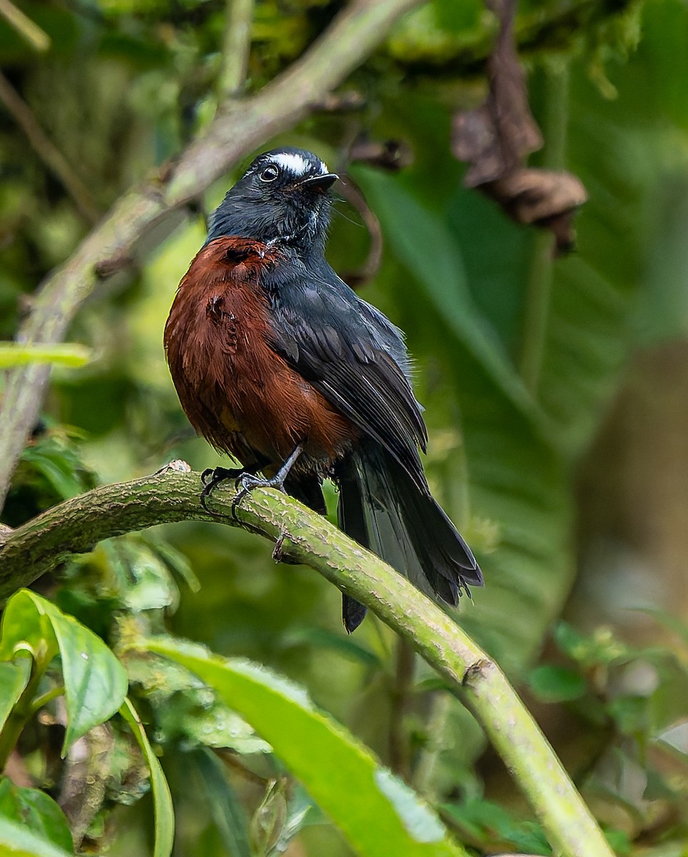 Chestnut-bellied Chat-Tyrant - ML645577313