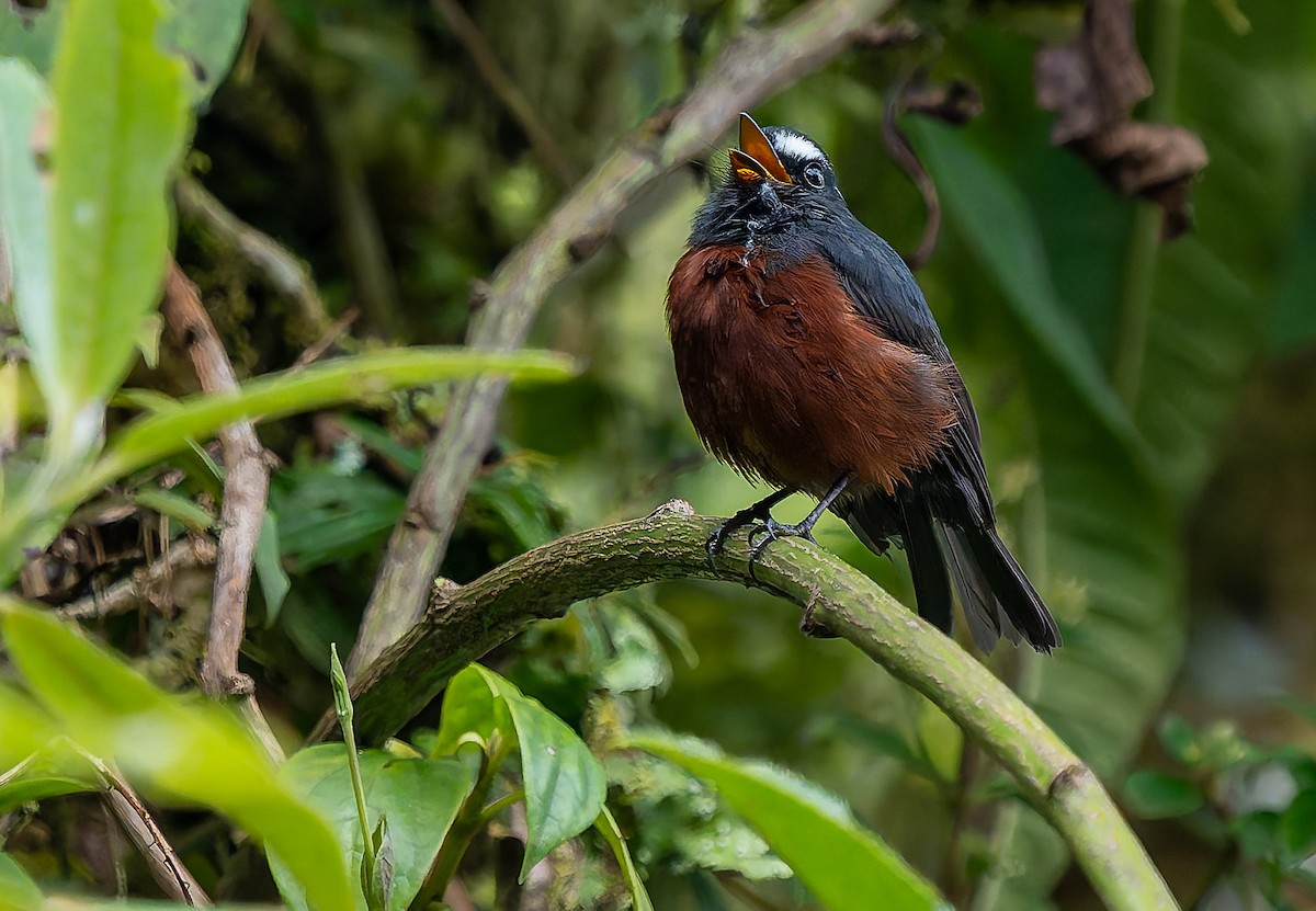 Chestnut-bellied Chat-Tyrant - ML645577314