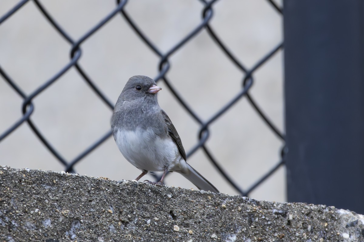 Dark-eyed Junco - ML645577315