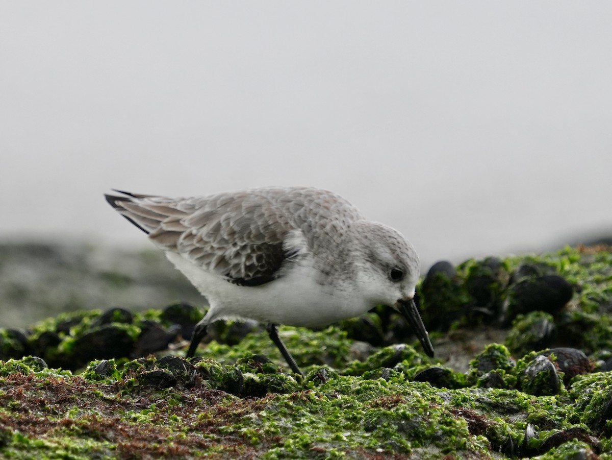Sanderling - ML645577316