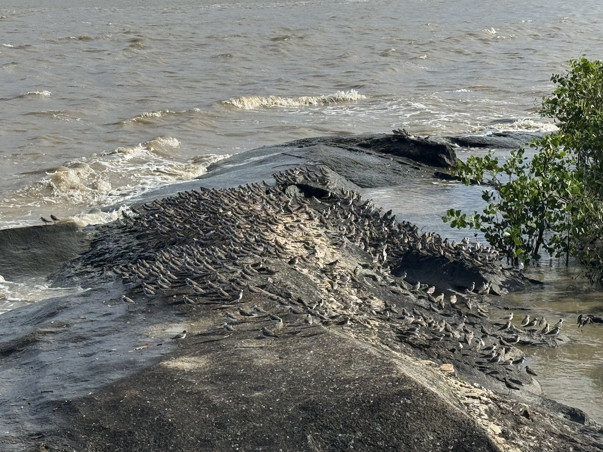 Semipalmated Sandpiper - ML645577317