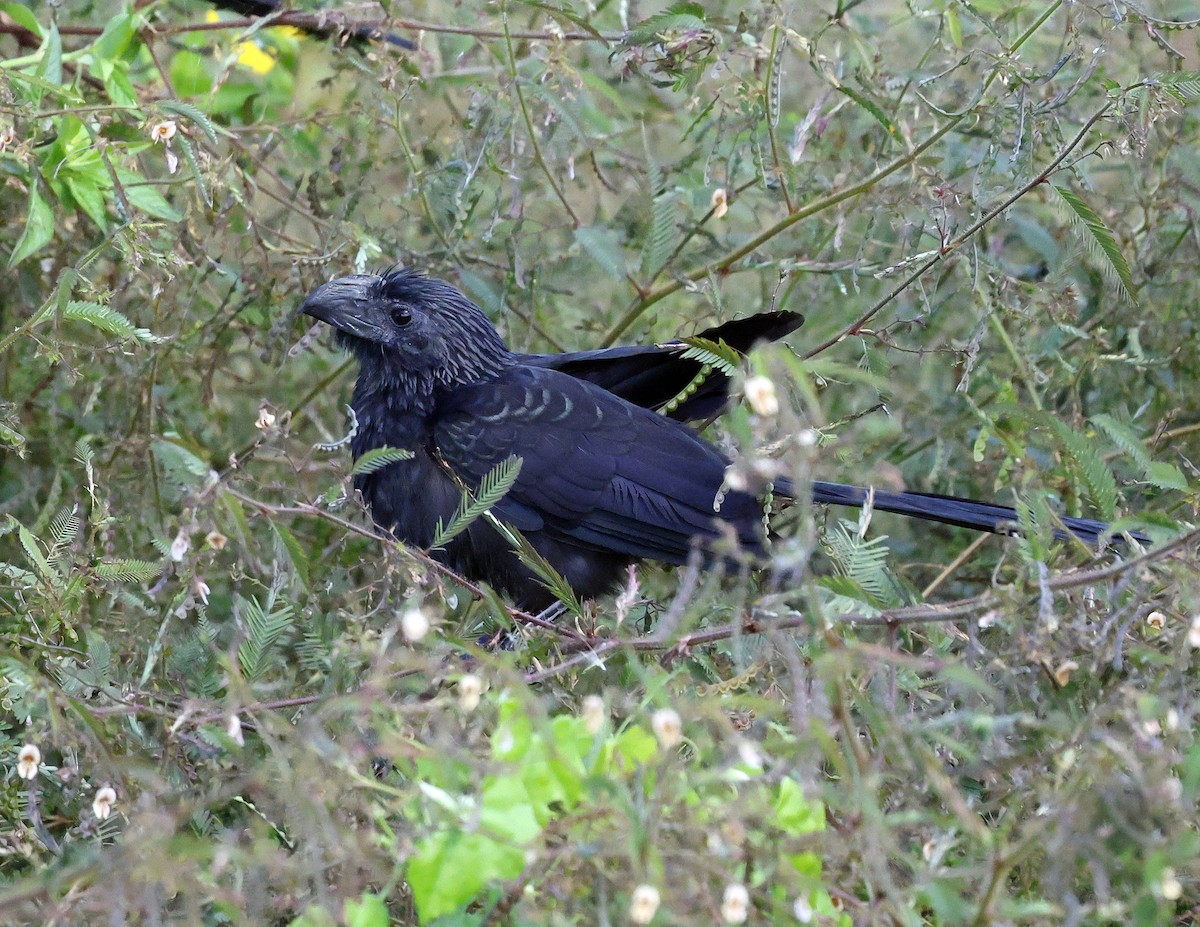 Groove-billed Ani - ML645577318