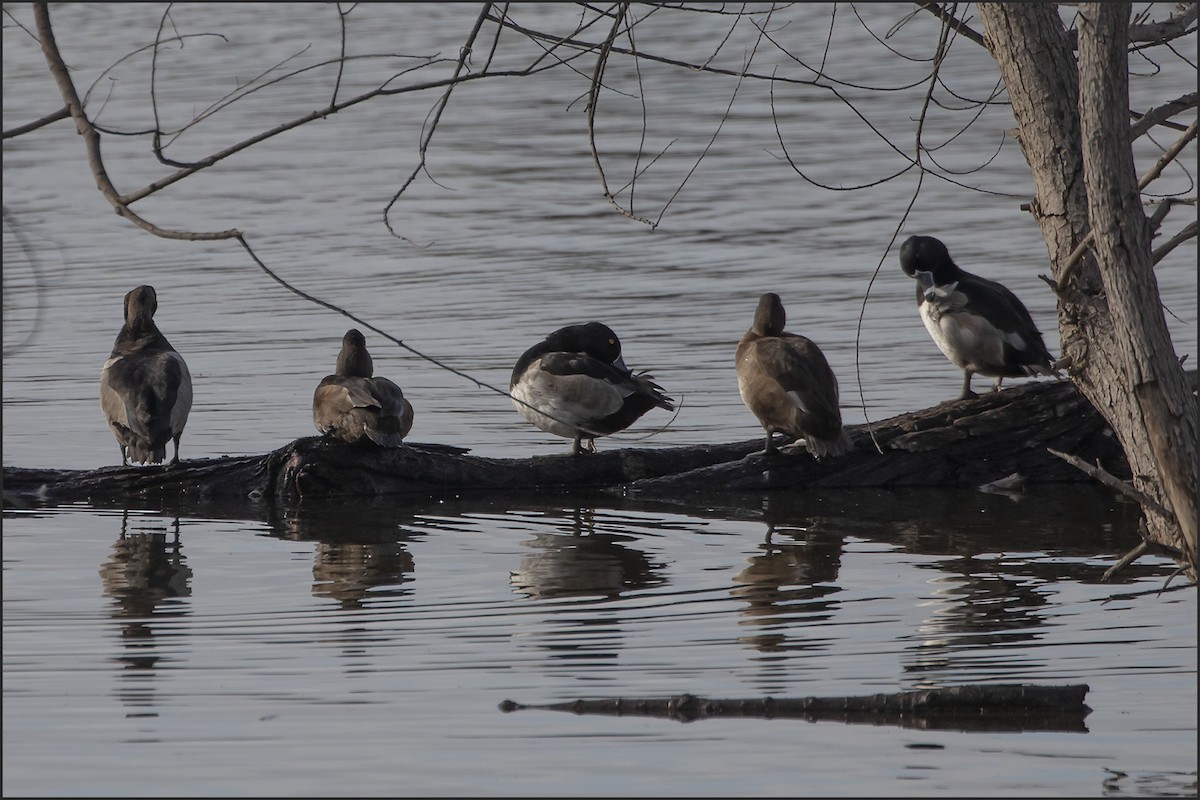 Ring-necked Duck - ML645577319