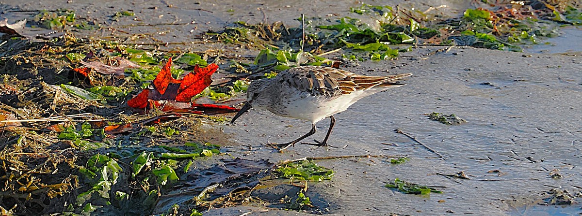 bonapartesnipe - ML645577327