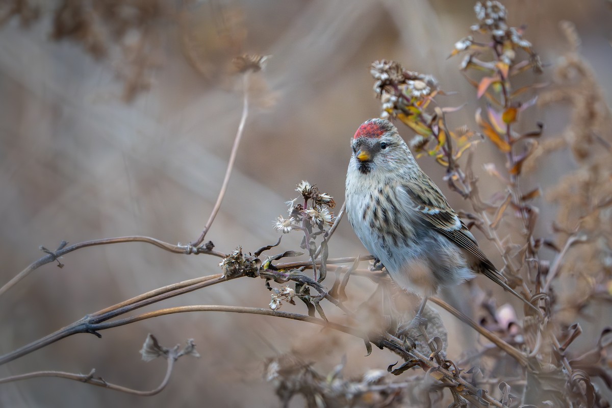 Redpoll - ML645577328