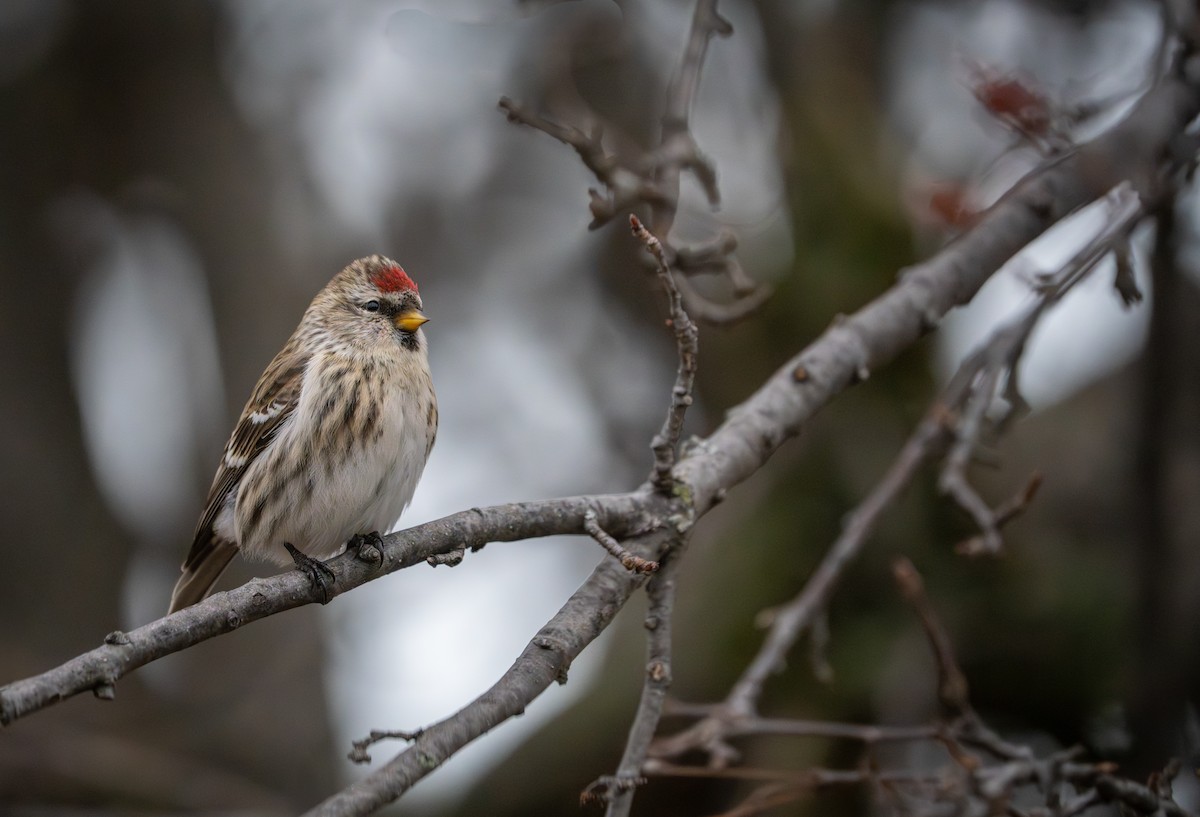 Redpoll - ML645577332