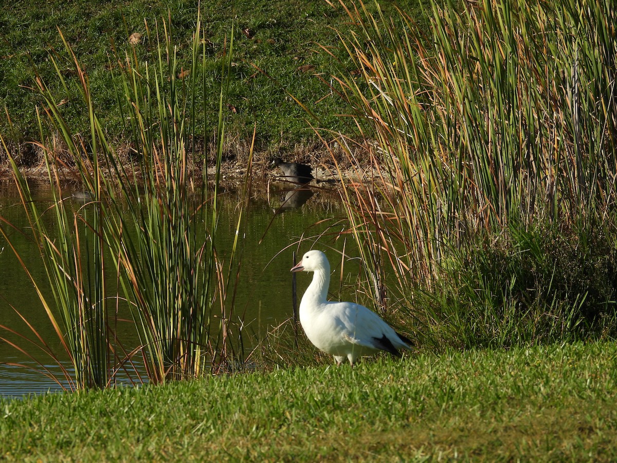 אווז שלג - ML645577339