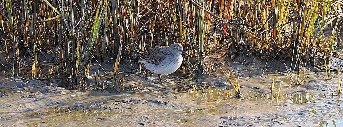 bonapartesnipe - ML645577341