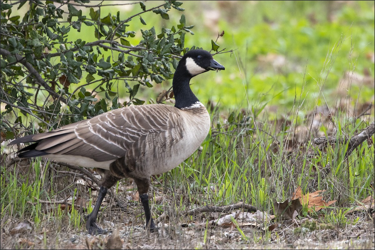小加拿大雁 - ML645577348