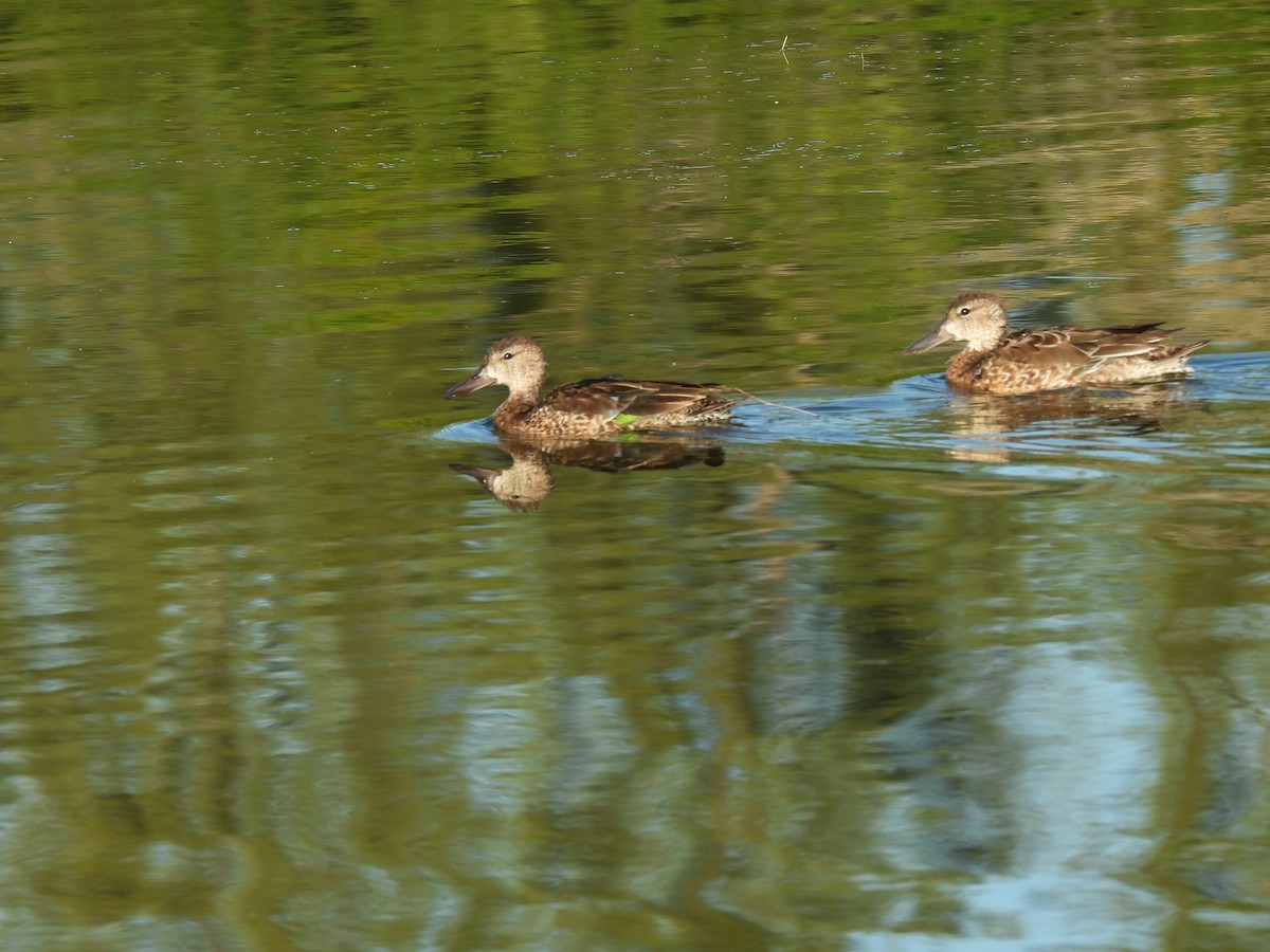 שרשיר כחול-כנף - ML645577350