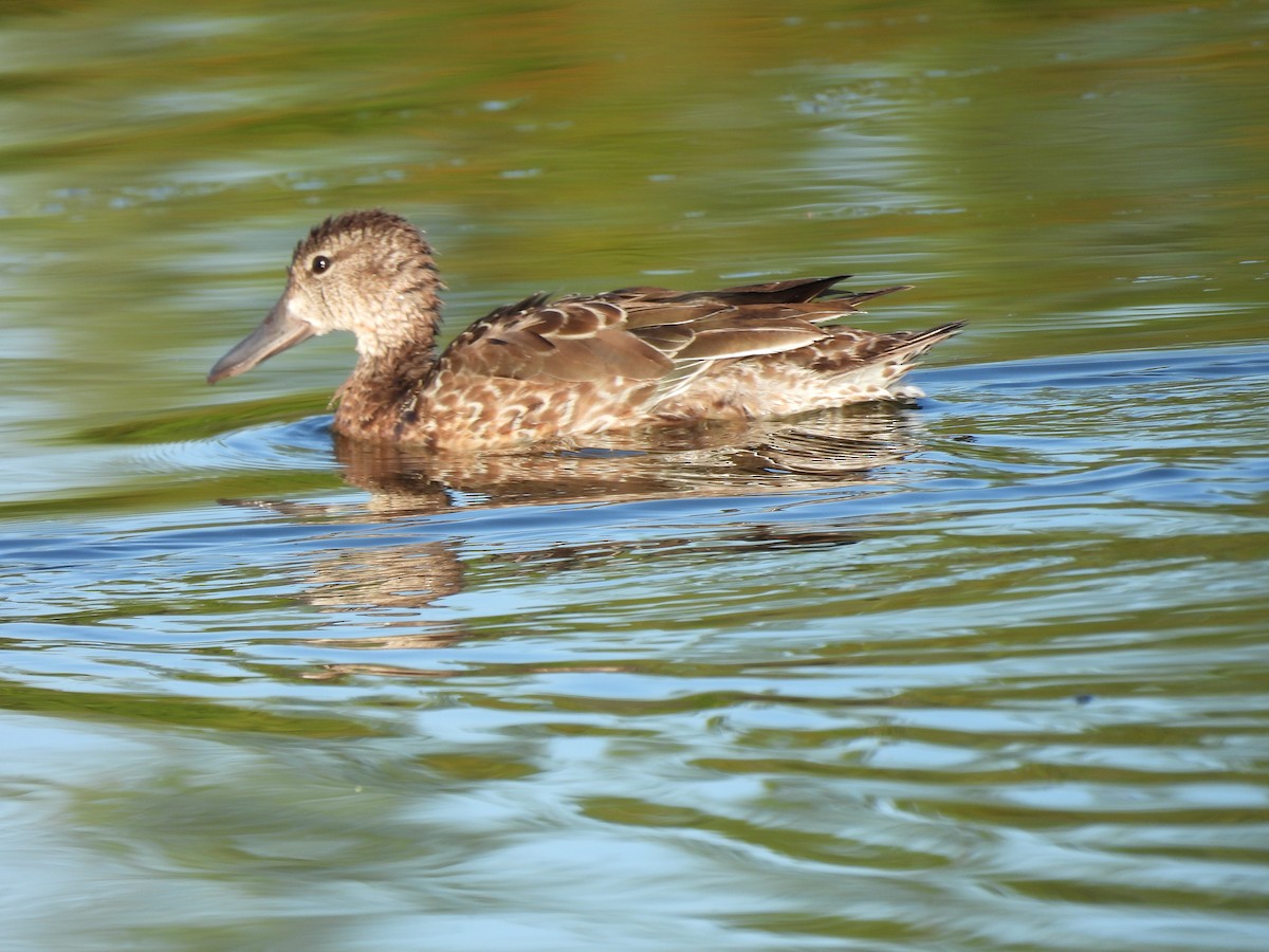 שרשיר כחול-כנף - ML645577351