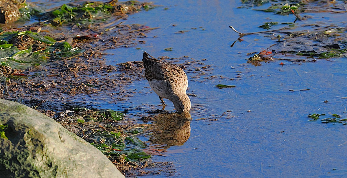 bonapartesnipe - ML645577356