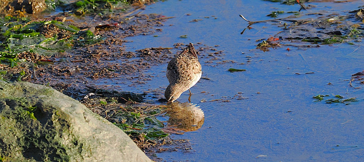 bonapartesnipe - ML645577367