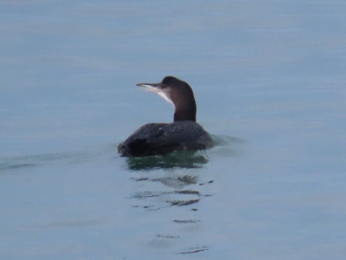 Buz Dalgıcı - ML645577387