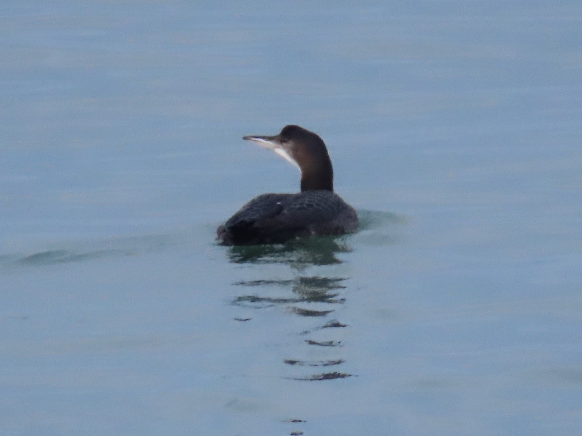 Buz Dalgıcı - ML645577388