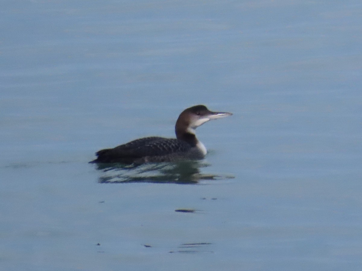 Buz Dalgıcı - ML645577390