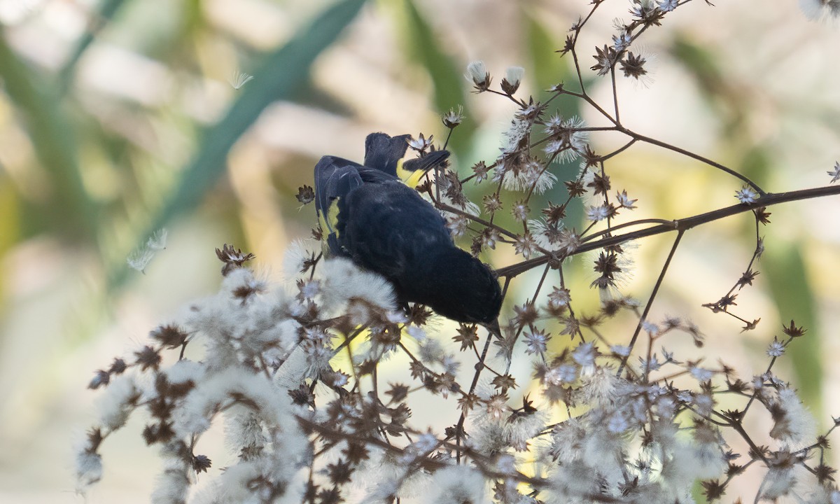 Yellow-bellied Siskin - ML645577394