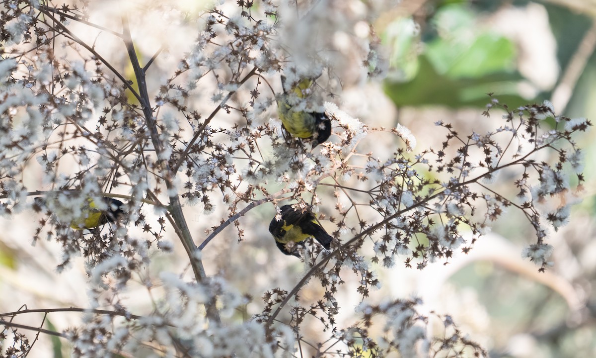 Yellow-bellied Siskin - ML645577396