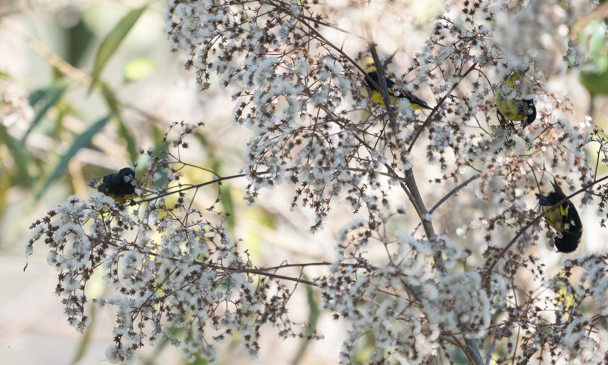 Yellow-bellied Siskin - ML645577398