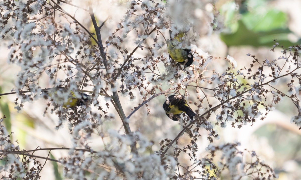 Yellow-bellied Siskin - ML645577399
