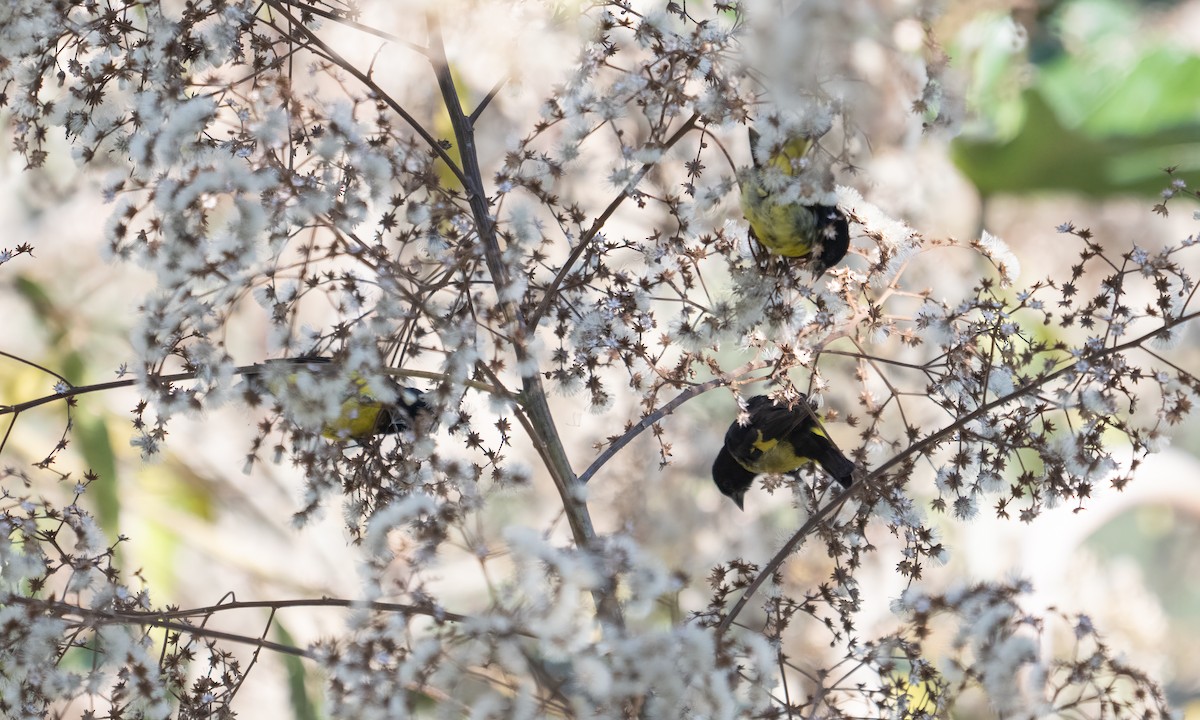 Yellow-bellied Siskin - ML645577400