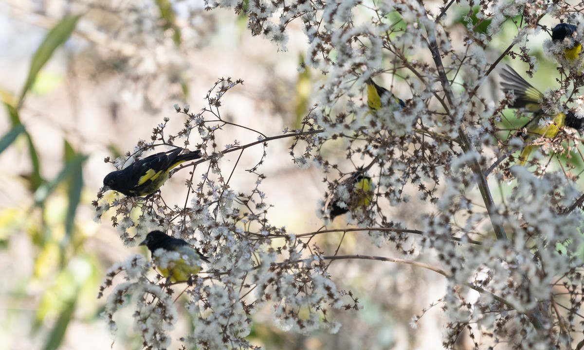 Yellow-bellied Siskin - ML645577401