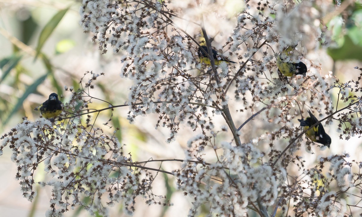 Yellow-bellied Siskin - ML645577402