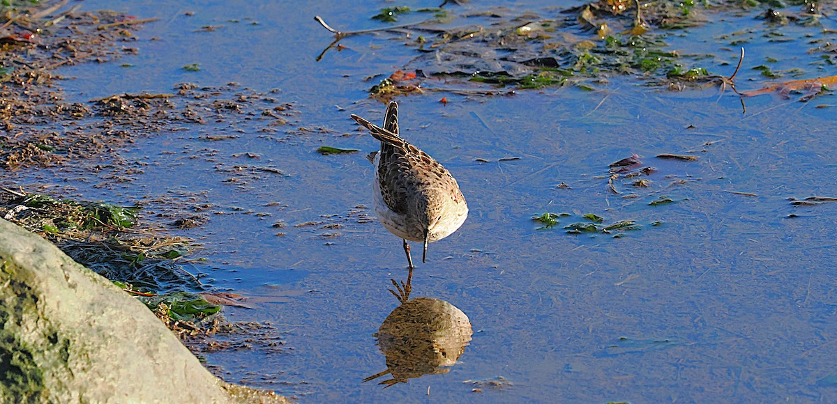 bonapartesnipe - ML645577403