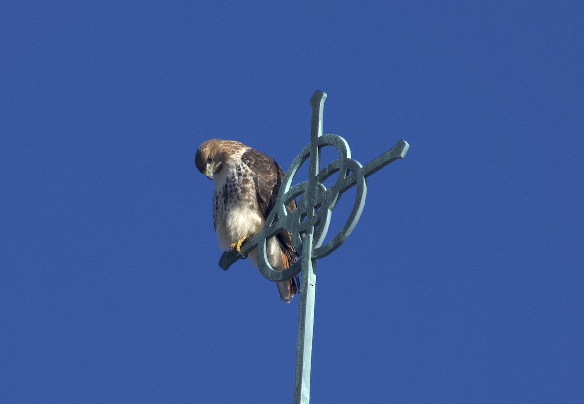 Red-tailed Hawk - ML645577404