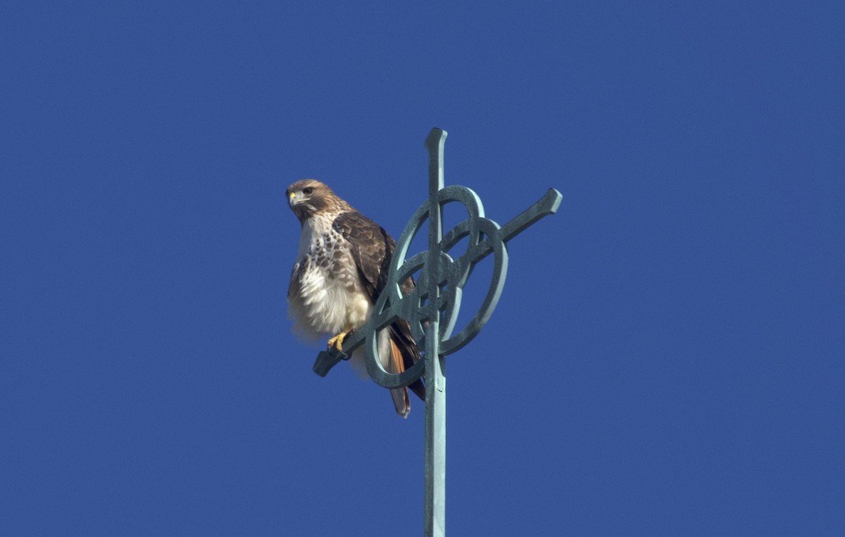 Red-tailed Hawk - ML645577405
