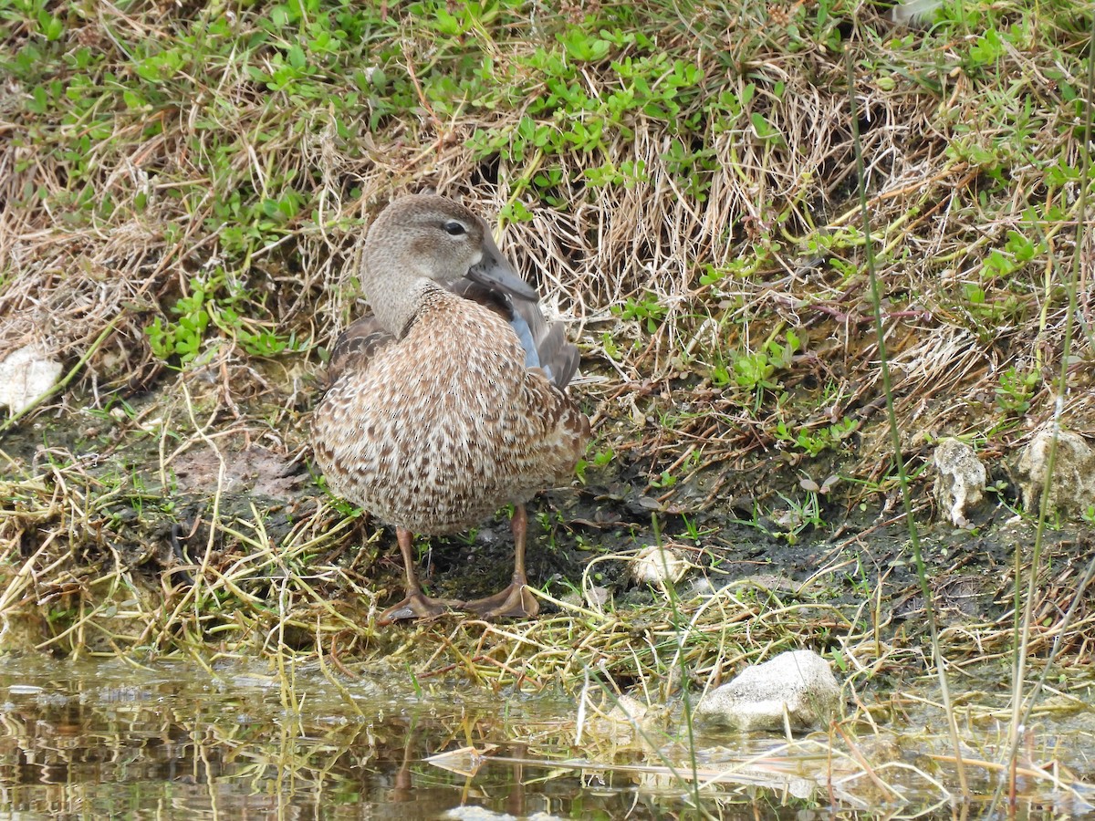 שרשיר כחול-כנף - ML645577416