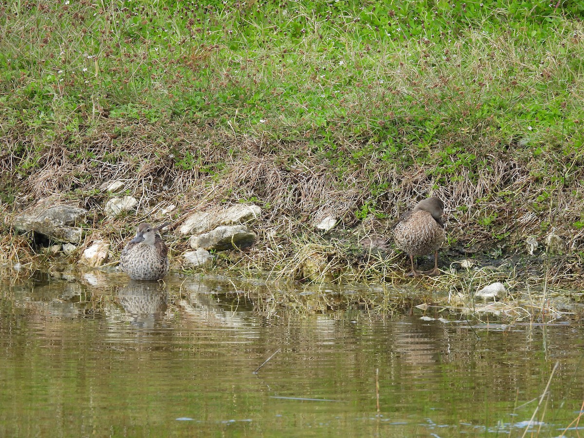 שרשיר כחול-כנף - ML645577417