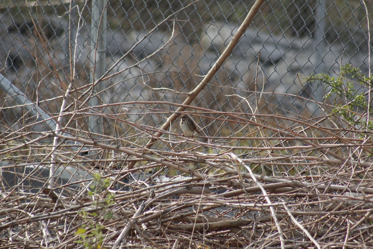 Song Sparrow - ML645577437