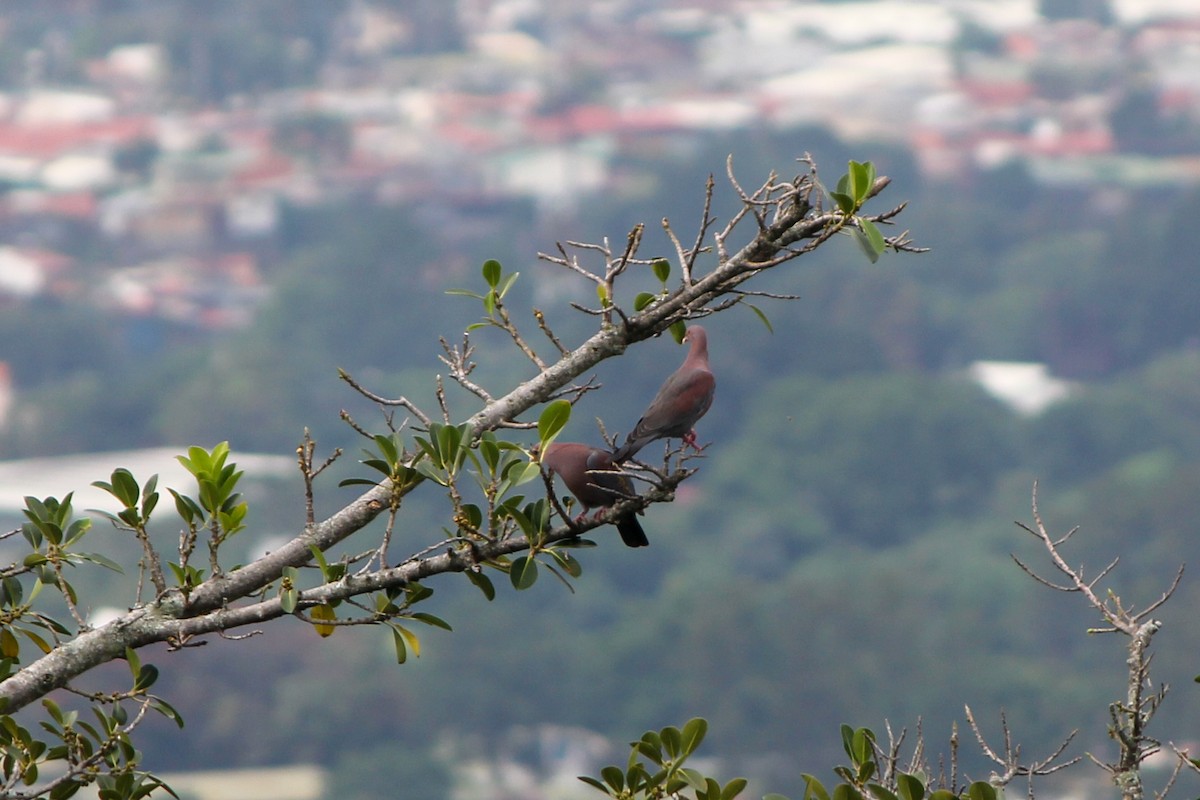 Red-billed Pigeon - ML645577443
